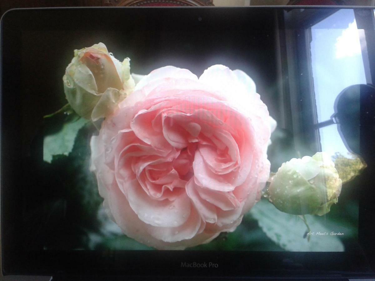 La Villa Des Roses 杜柏 外观 照片