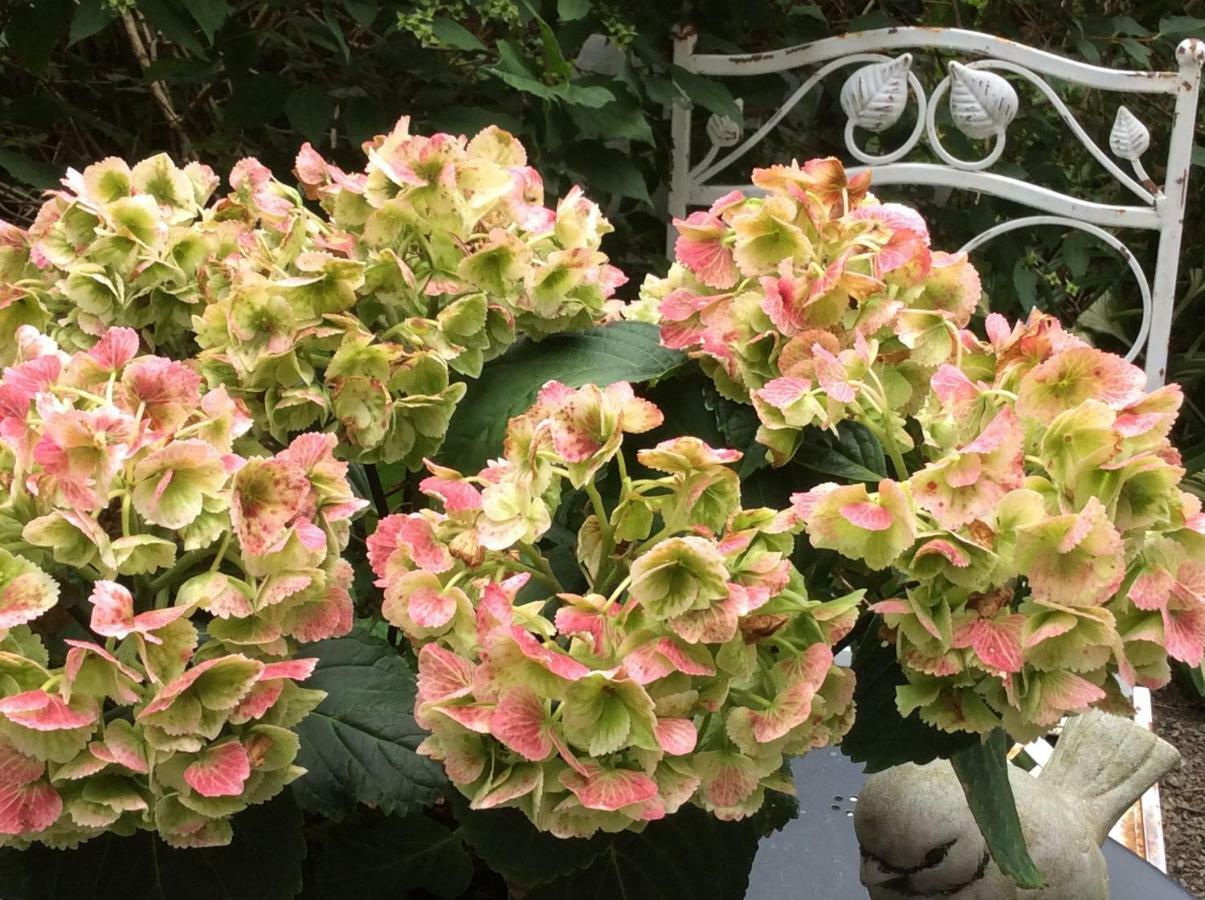 La Villa Des Roses 杜柏 外观 照片